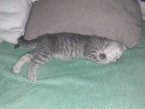 Silver British Shorthair - imagine 2