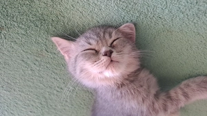Silver British Shorthair - imagine 3