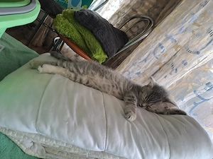 Silver British Shorthair - imagine 5