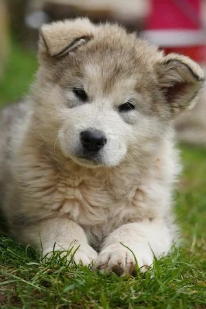 Malamute de Alaska - imagine 4