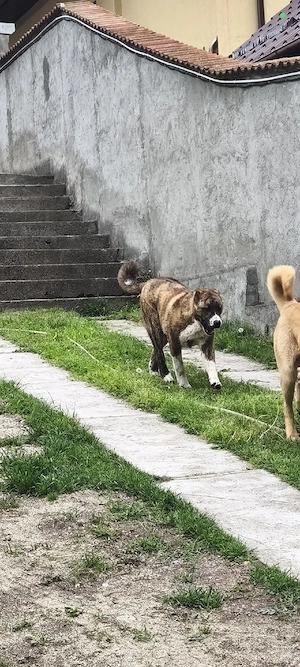 Femela Ciobanesc de Asia centrala tigrată  - imagine 3