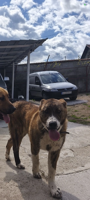 Femela Ciobanesc de Asia centrala tigrată 