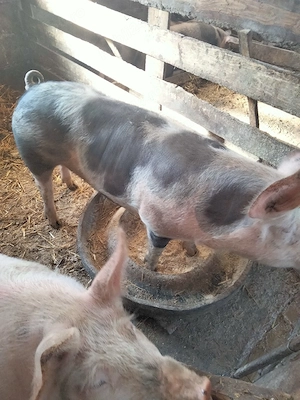 porci de vânzare  - imagine 4