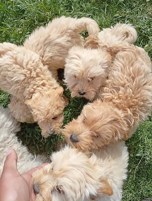 vind pui maltipoo  - imagine 3