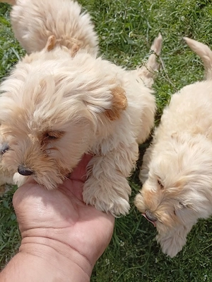 vind pui maltipoo  - imagine 2