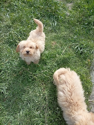 vind pui maltipoo  - imagine 4