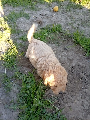 vind pui maltipoo 
