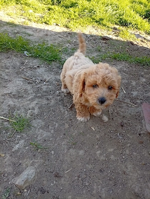 vind pui maltipoo  - imagine 5