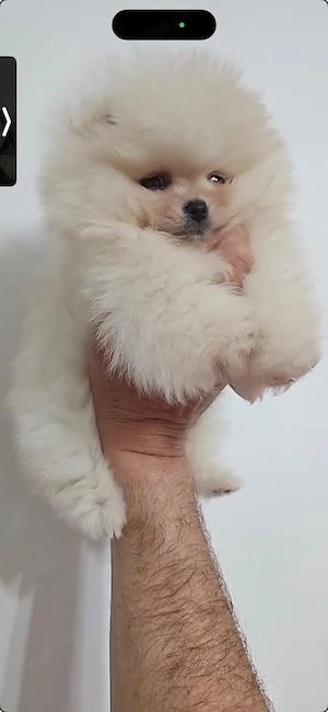 Pui Pomeranian mini super scump - pret ocazie - imagine 5