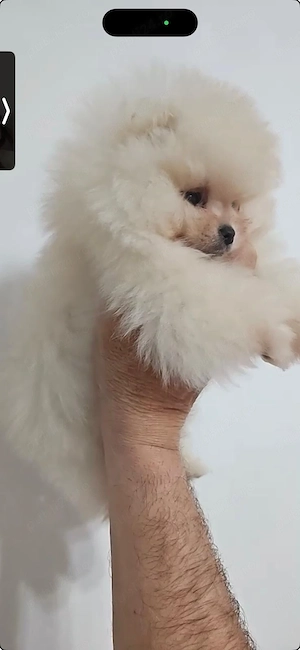 Pui Pomeranian mini super scump - pret ocazie - imagine 4