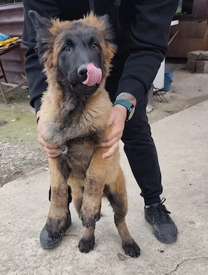 Ciobanesc belgian 