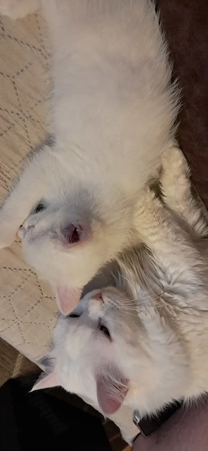 Pui Angora turcească albi - imagine 4