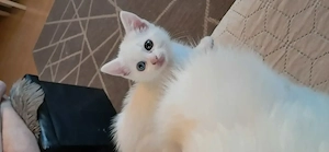 Pui Angora turcească albi - imagine 5