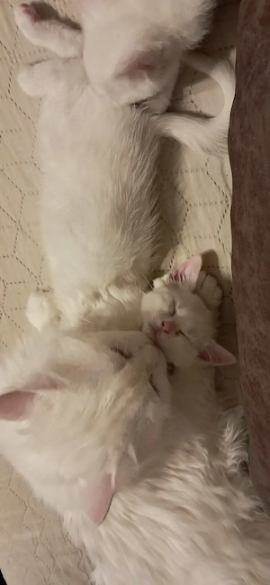 Pui Angora turcească albi - imagine 2