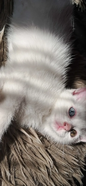 Pui Angora turcească albi - imagine 3