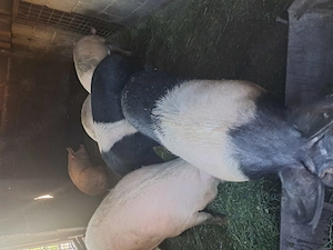 Vand porci intre 120 180 kg
