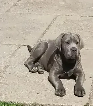 Femelă Cane Corso 3 luni 