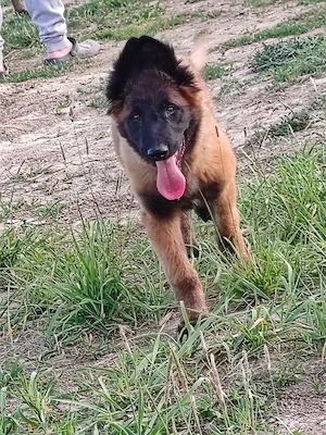 Ciobanesc belgian 
