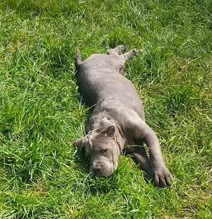 Femelă Cane Corso  - imagine 3