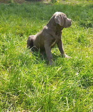 Femelă Cane Corso  - imagine 2
