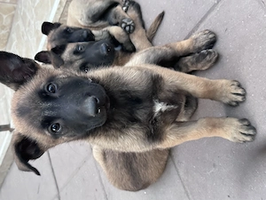 Căței ciobănesc belgian malinois 