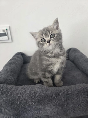 Brittish Scottish Fold