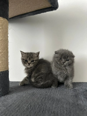 Brittish Scottish Fold - imagine 2