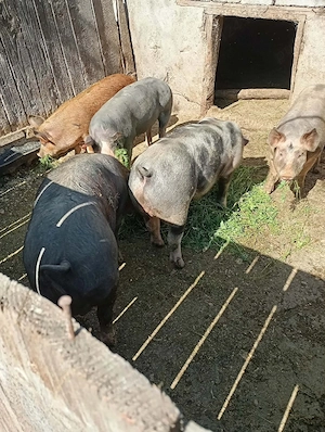 porci de vânzare  - imagine 3