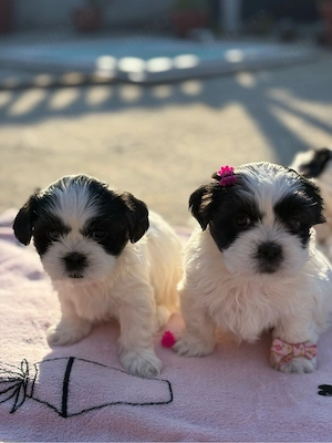 Catei pui Shih Tzu