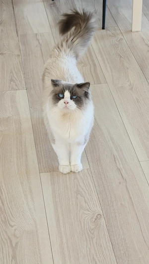 Motan Ragdoll 