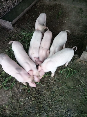 Purceluși marele alb cu landras