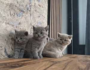 British Shorthair Lila și Blu - imagine 4