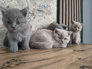 British Shorthair Lila și Blu - imagine 3