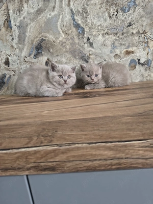 British Shorthair Lila și Blu - imagine 5
