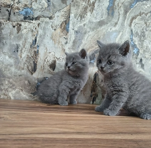 British Shorthair Lila și Blu - imagine 2