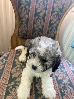 căței bichon maltese