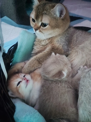 Pisici rasa british shorthair 