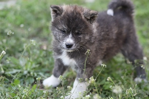 Puiut Akita Inu brindle mascul
