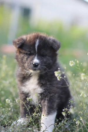 Puiut Akita Inu brindle femela