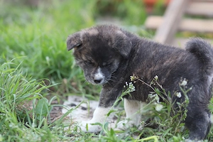 Pui Akita Inu mascul - imagine 4