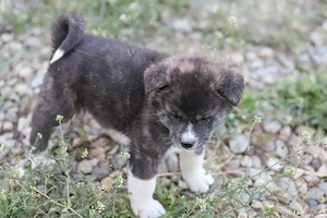 Pui Akita Inu mascul - imagine 2
