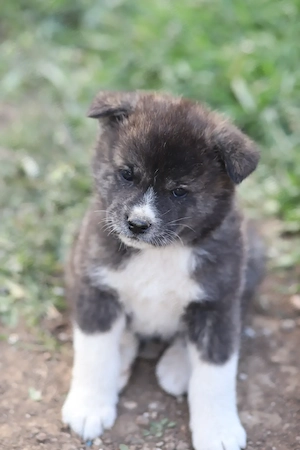 Pui Akita Inu mascul