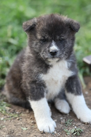 Pui Akita Inu mascul - imagine 3