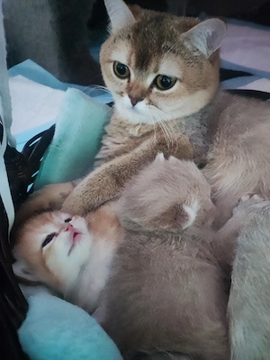 Puișor pisica british shorthair 