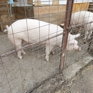 Porci de vanzare,greutate 110-120kg bucata - imagine 5