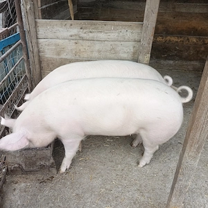 Porci de vanzare,greutate 110-120kg bucata - imagine 4