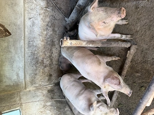 Porci vânzare 18 lei kg sau 2000 lei bucata.