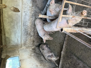 Porci vânzare 18 lei kg sau 2000 lei bucata. - imagine 3