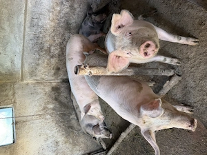 Porci vânzare 18 lei kg sau 2000 lei bucata. - imagine 4