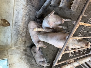 Porci vânzare 18 lei kg sau 2000 lei bucata. - imagine 2